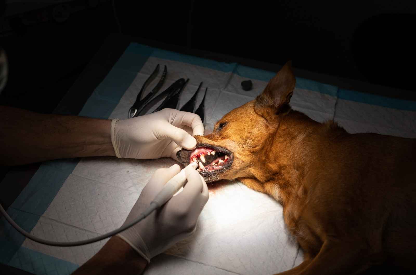Discover the Secret to Restoring Your Dog's Smile with Dental